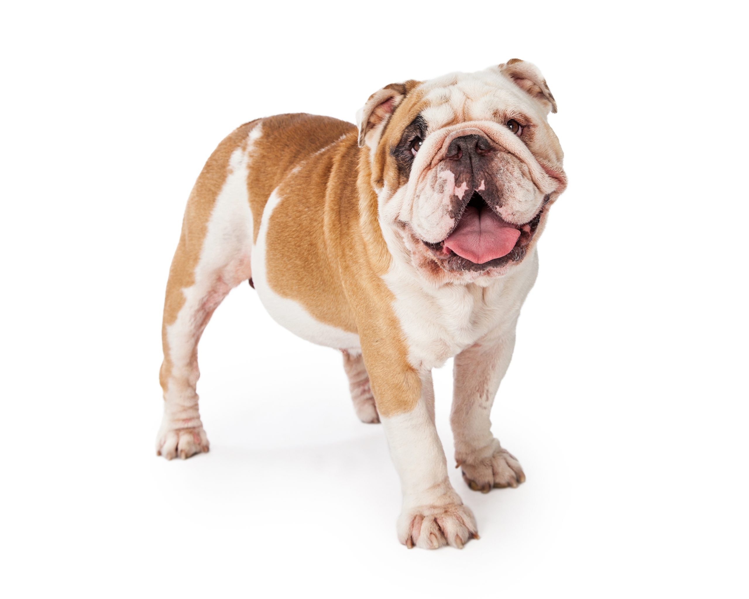 adorable and happy bulldog standing