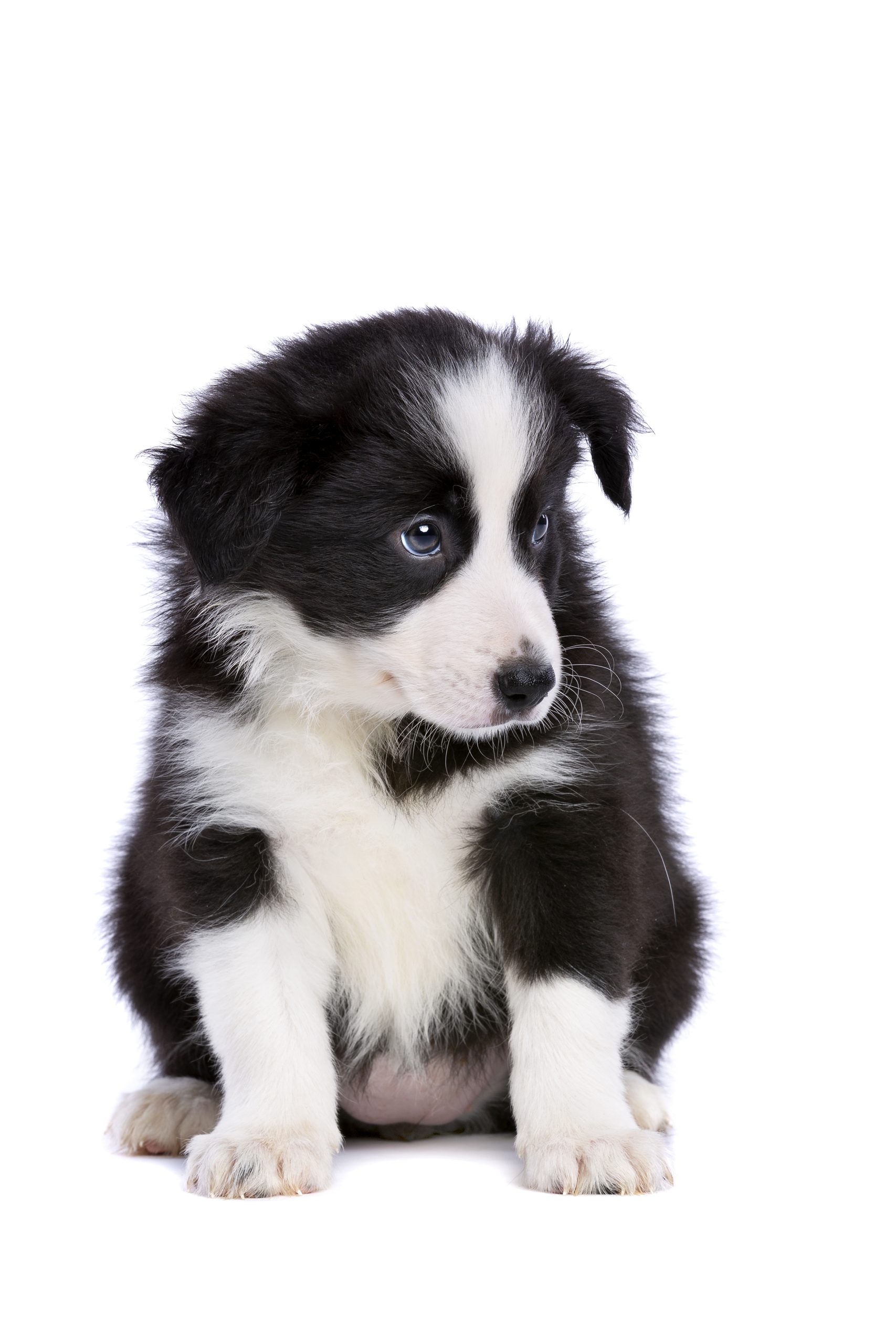 border collie puppy