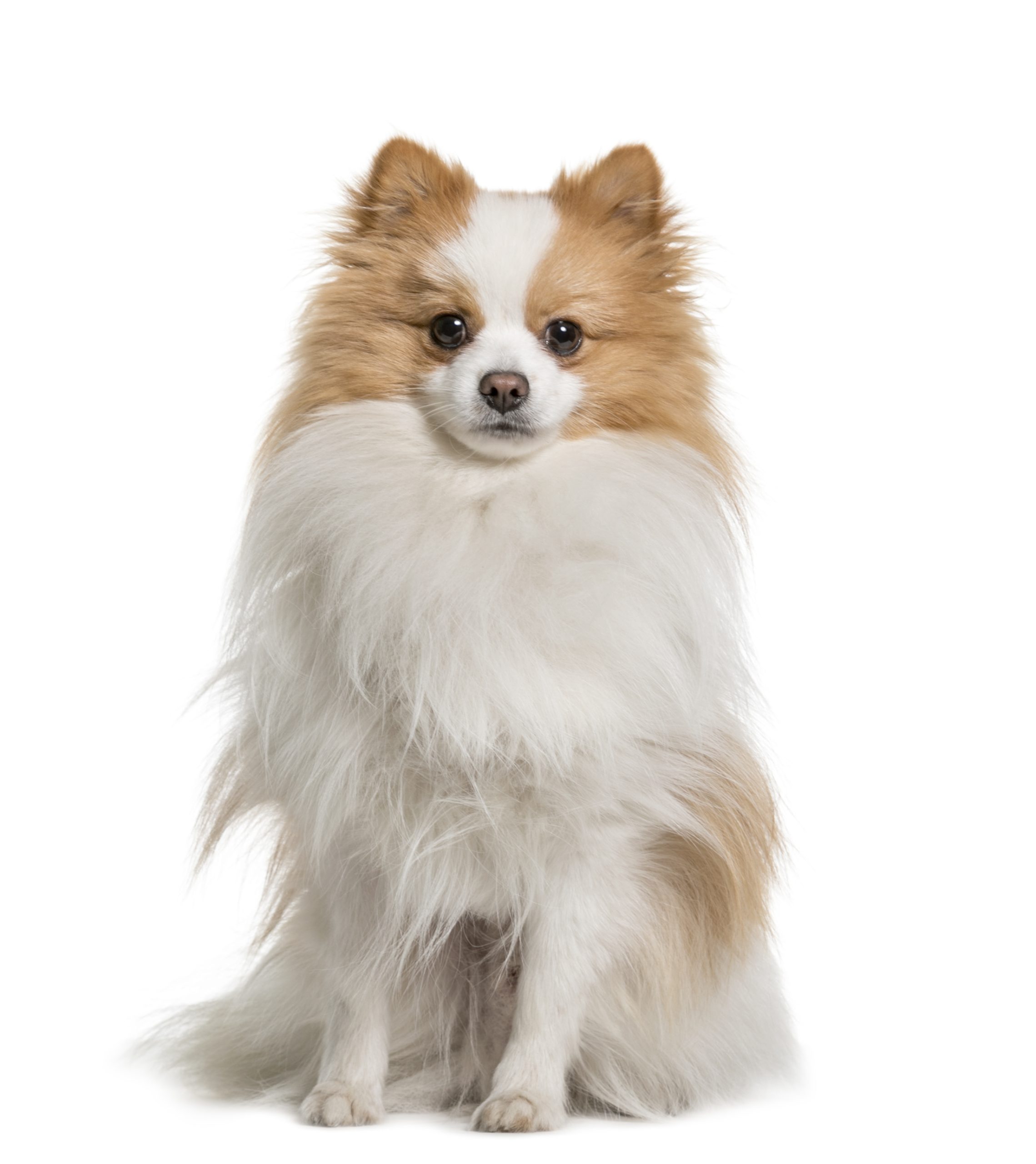 beige and white sitting spitz dog, cut out
