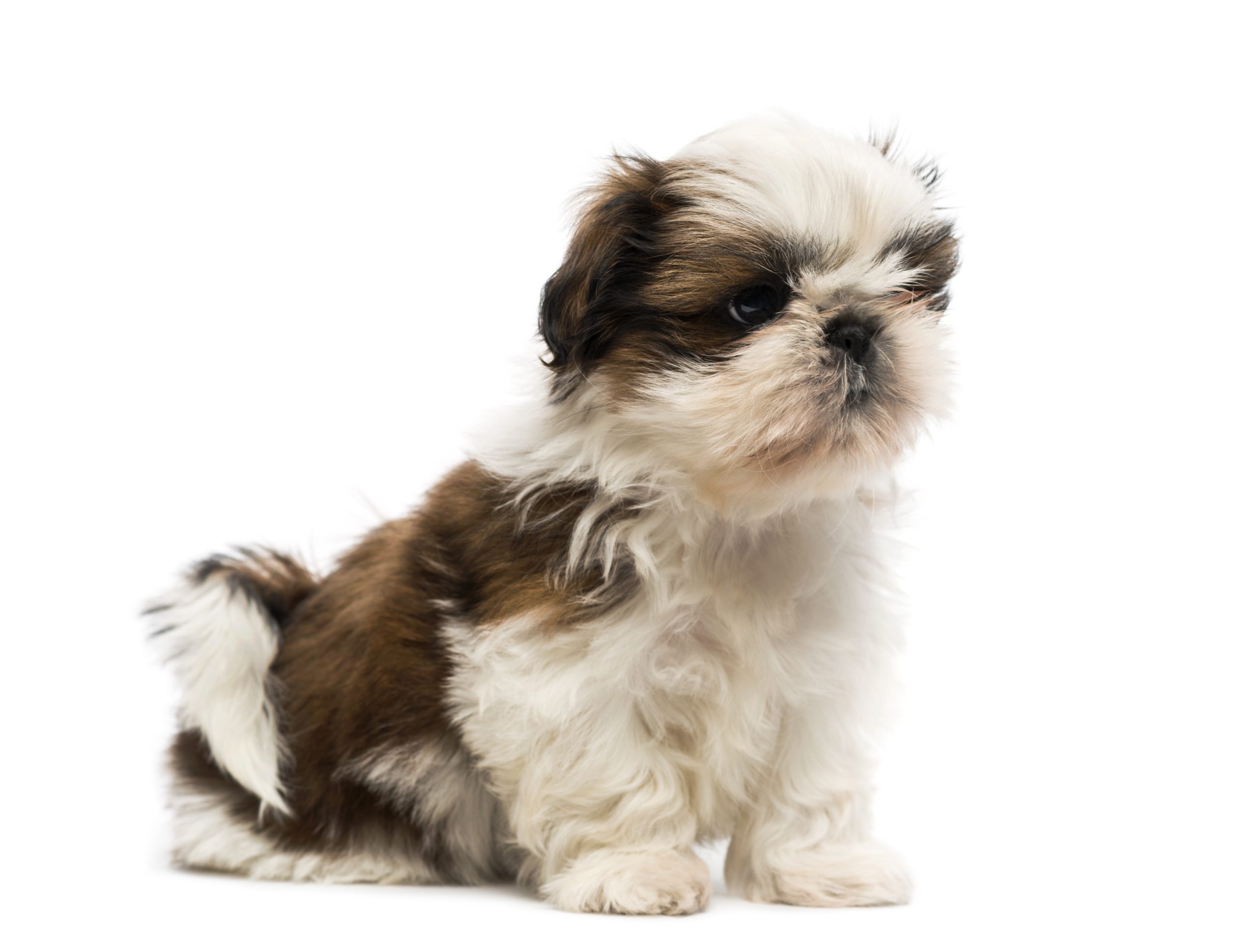 shih tzu puppy