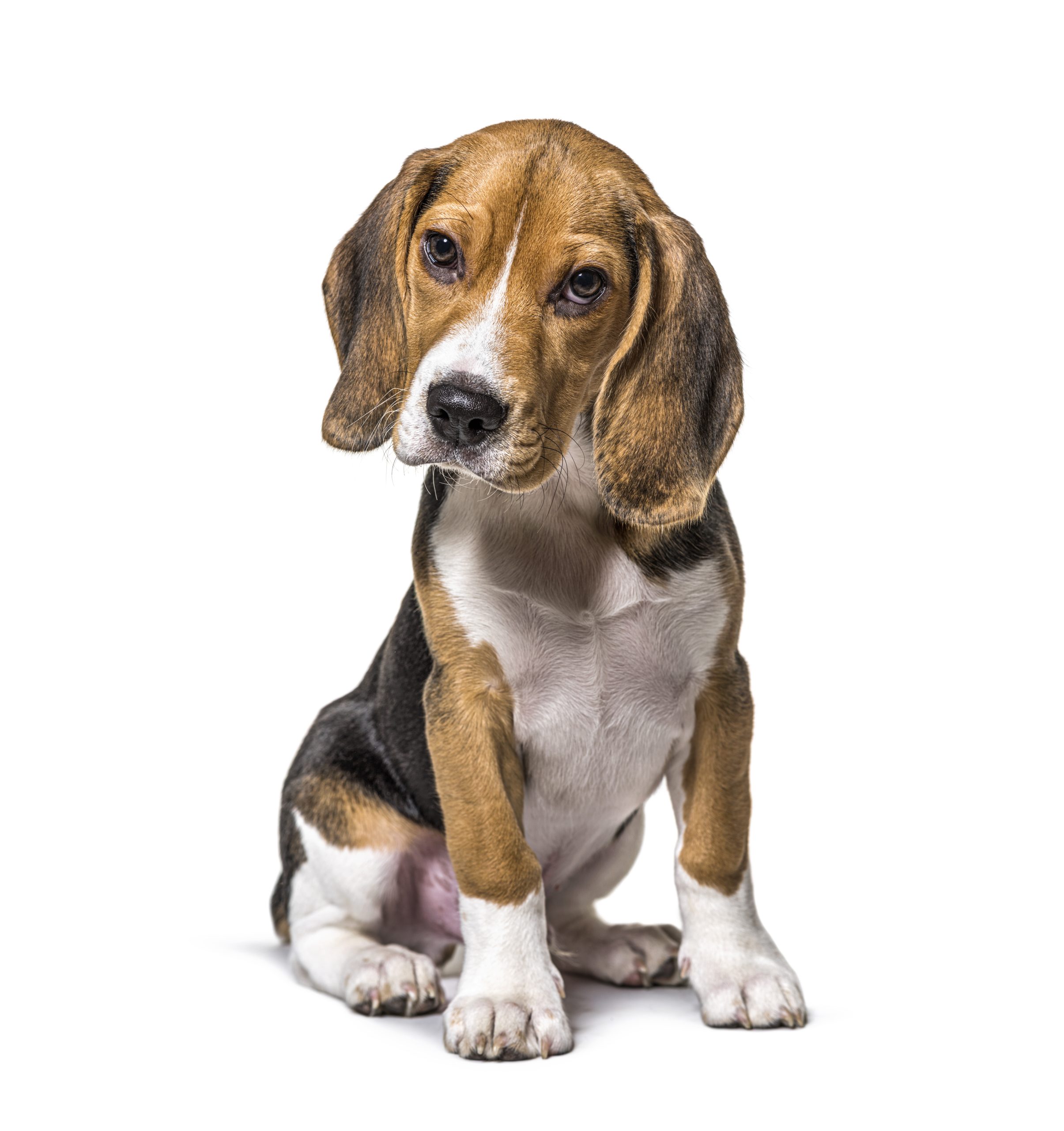 young puppy three months old beagles dog sitting, isolated