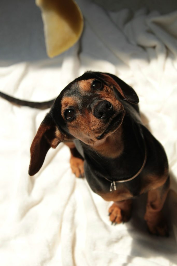 Pet