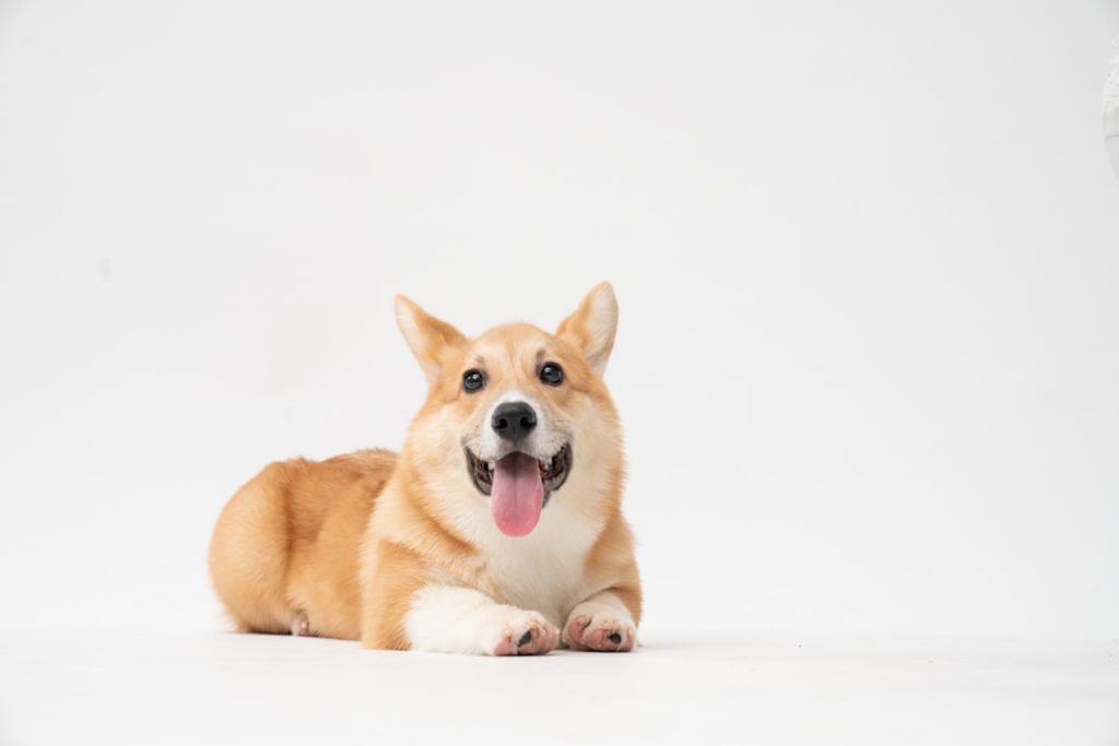 Brown And White Corgi Puppy 1qsqrkxnu6i 1024x683