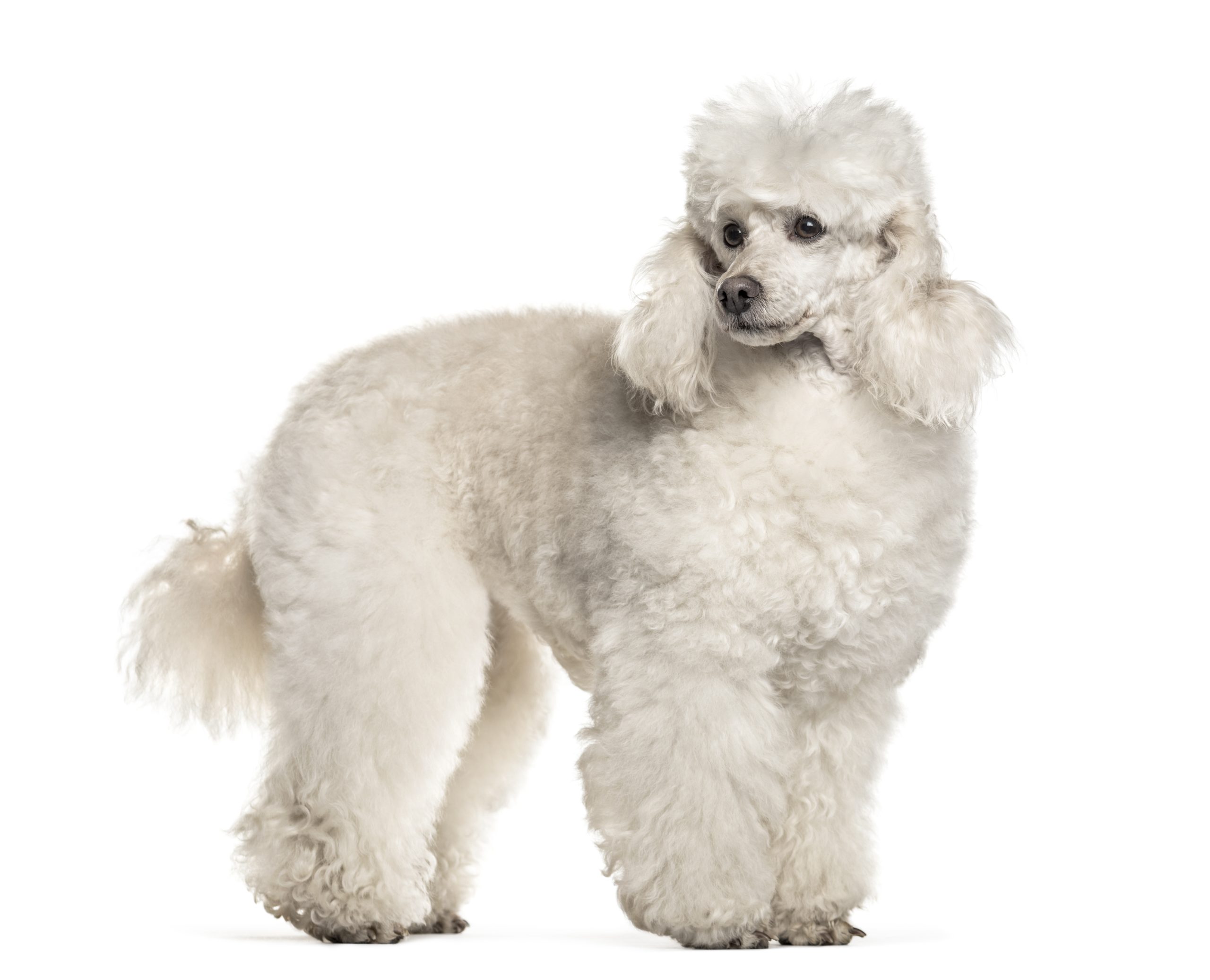 poodle dog , 6 years old, standing against white background