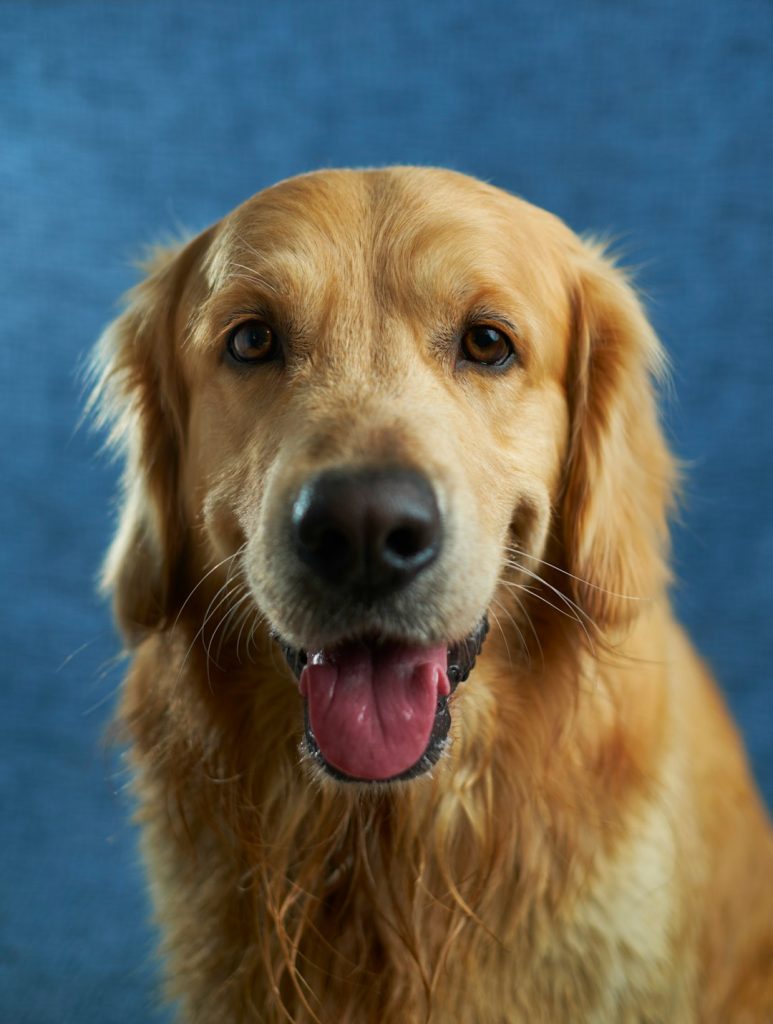 Golden Retriever X5opmhmy3kq 773x1024