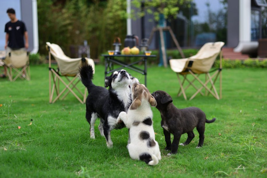 Three playful puppies frolicking in a lush green garden, creating a joyful scene of outdoor play.