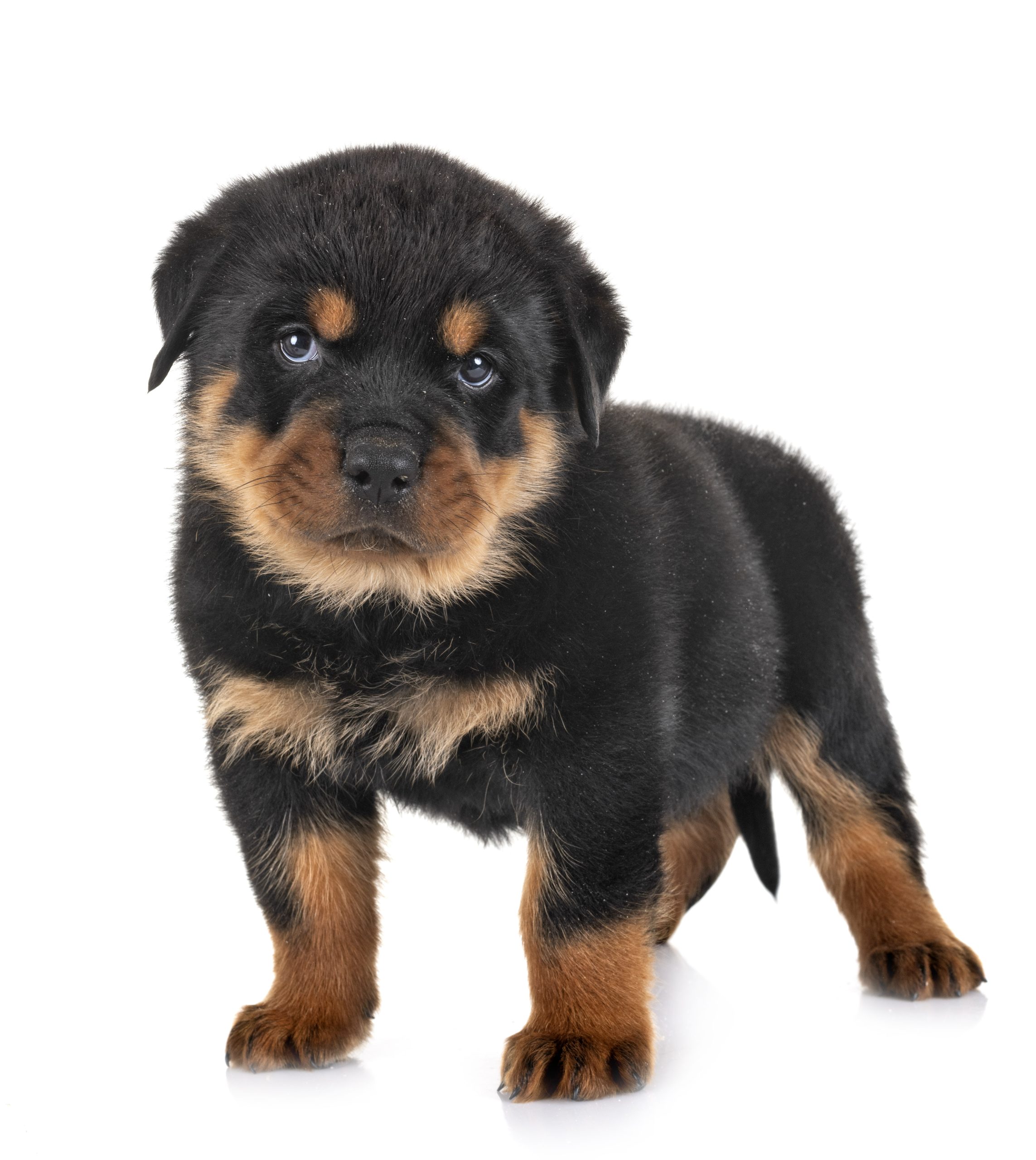 puppy rottweiler in studio