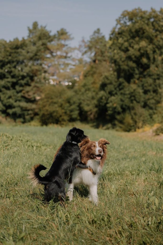 Two playful dogs enjoying a sunny day in a lush, grassy meadow. Perfect for pet lovers.