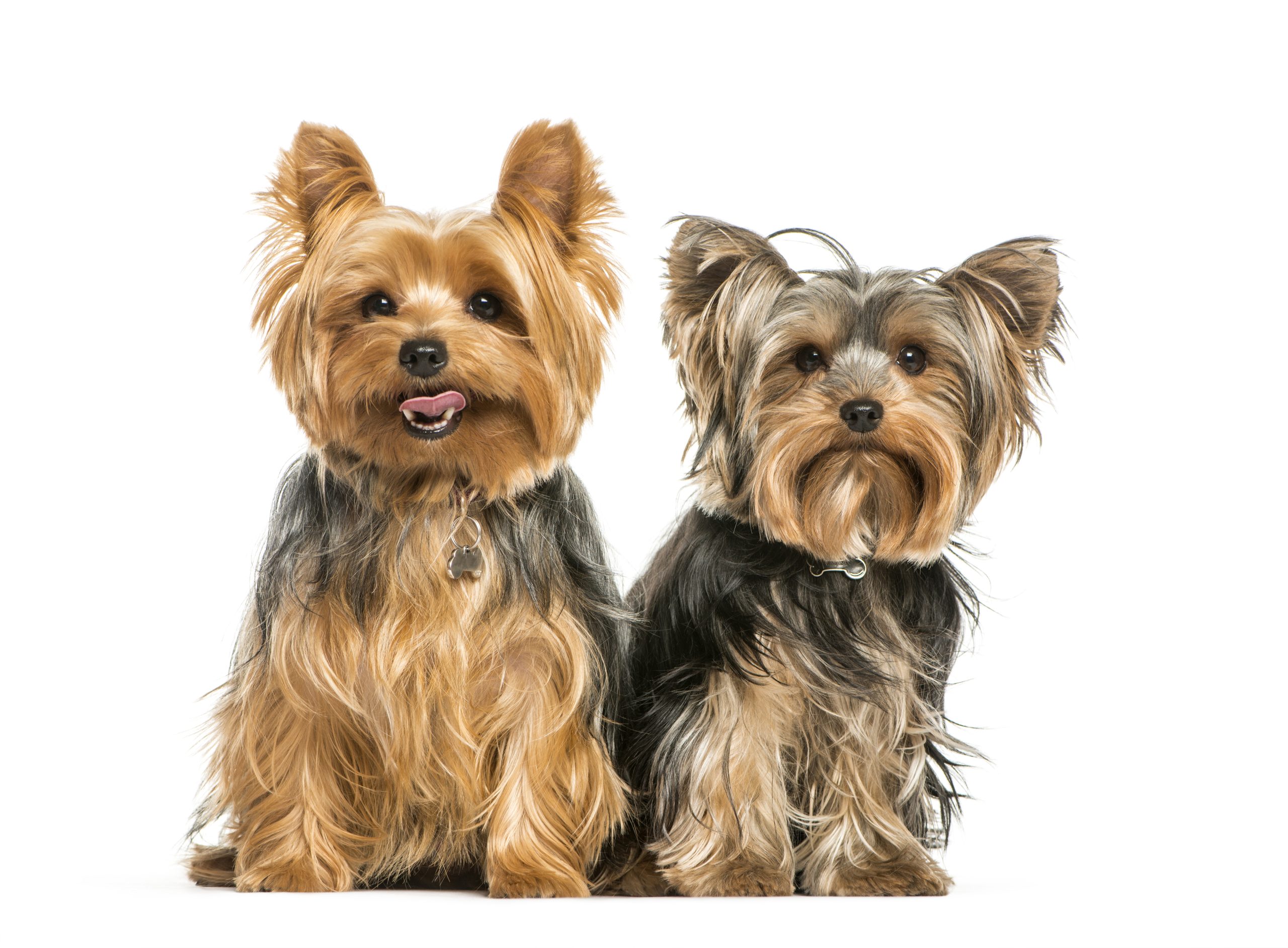 yorkshire terrier, 2 years old, sitting in front of white background
